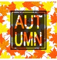autumn leaves background with black border vector image