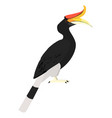 buceros rhinoceros - rhinoceros hornbill - male vector image vector image