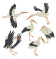 set of storks isolated on white background vector image vector image