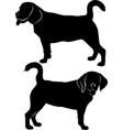 silhouette dog beagle breed vector image vector image