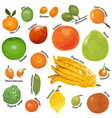 citrus fruits on white background vector image