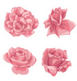 drawing flowers vector image