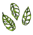 monstera obliqua adensonii swiss cheese plant leaf vector image vector image