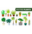 potted plants set indoor home office vector image