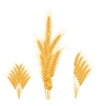 ripe ears wheat set isolated detailed template vector image