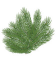spruce branch vector image