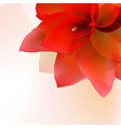 abstract red tulip with blur vector image vector image