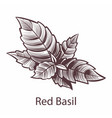 red basil icon detailed organic product sketch vector image vector image