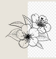 hand drawn design elements sakura flowers vector image