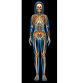 human skeletal system vector image