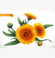 calendula 3d realistic icon vector image vector image