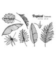 collection set of tropical leaves drawing vector image