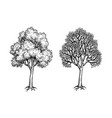 ink sketch of two maples vector image