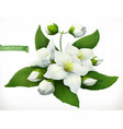 jasmine 3d realistic icon vector image vector image