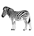 zebra vector image