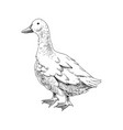 hand drawn domestick duck vector image vector image