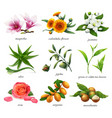 medicinal plants and flavors magnolia calendula vector image vector image