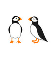atlantic puffin vector image