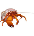 red crab vector image