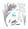 rice hand drawn vector image vector image