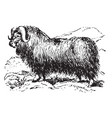 musk ox vintage vector image