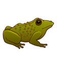 toad vector image vector image