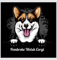 pembroke welsh corgi - peeking dogs breed face vector image
