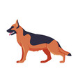 german shepherd purebred dog pet animal side vector image