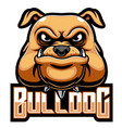 bulldog head mascot logo vector image