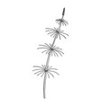 drawing horsetail vector image