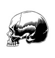 skulls vector image
