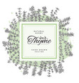 thyme spicy culinary herbs badge or label design vector image