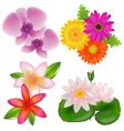 set of flowers vector image