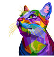 colorful cat isolated on white background vector image vector image