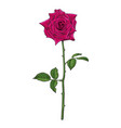 realistic hand drawn dark red rose flower vector image