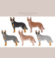 australian cattle dog all colours clipart vector image vector image