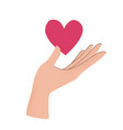 with hand holding heart isolated on white vector image