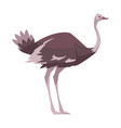 ostrich flat icon vector image vector image