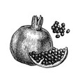 ink sketch pomegranate vector image
