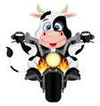 bull biker on a white background vector image