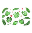 tropical leaves set vector image