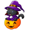 black cat dressed as witch on a halloween pumpkin vector image