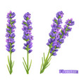 lavender flowers 3d realistic set vector image vector image