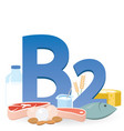 foods rich in vitamin b2 vector image