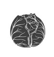 cabbage glyph icon vector image