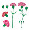 red carnation or clove flower spring bouquet vector image