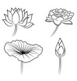 floral water lily elements for design vector image