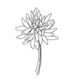 chrysanthemum floral botanical flowers vector image