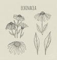 echinacea medical botanical isolated vector image vector image