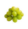 realistic grapes bunch composition vector image vector image